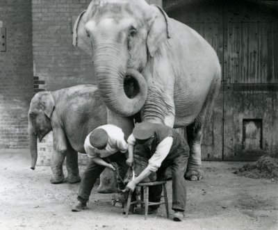 Volwassen vrouwelijke Indische olifant, Assam Lukhi, met verzorger Charles Eyles, krijgen hun voeten verzorgd in London Zoo, september 1923 door Frederick William Bond